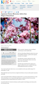 Japanese Cherry Blossoms Adorn San Diego's Waterfront